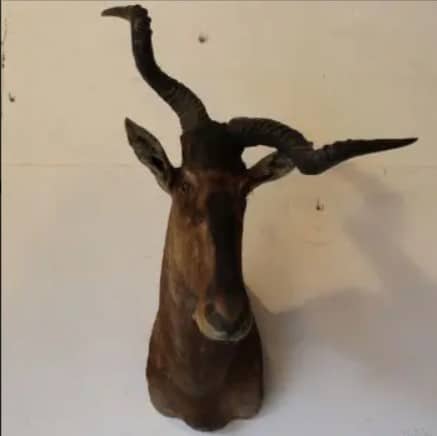 Hartenbeest