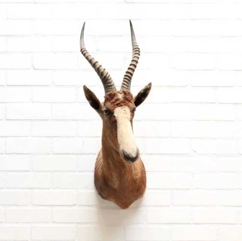 Blesbok Beau