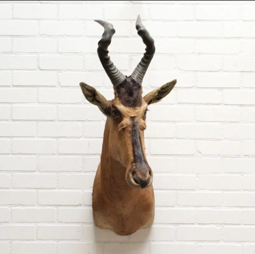 Hartenbeest Jack