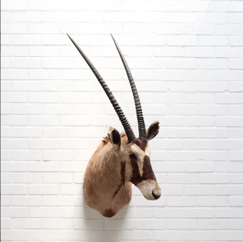 Oryx Gemsbok Tobias