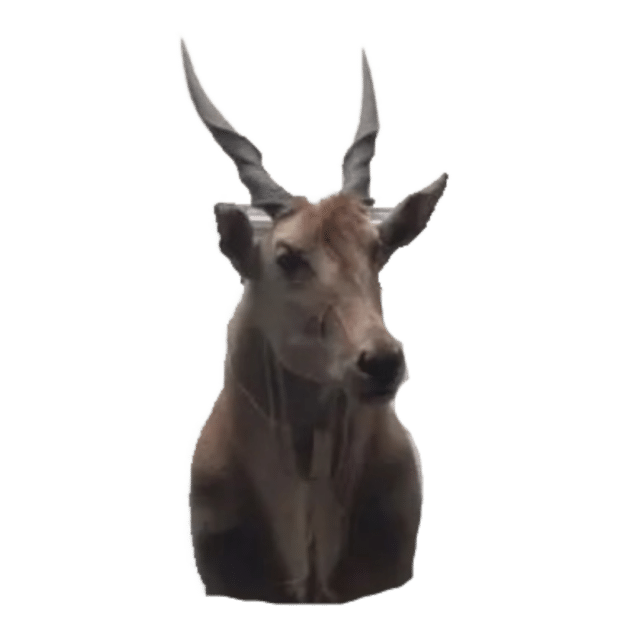 Eland Antilope