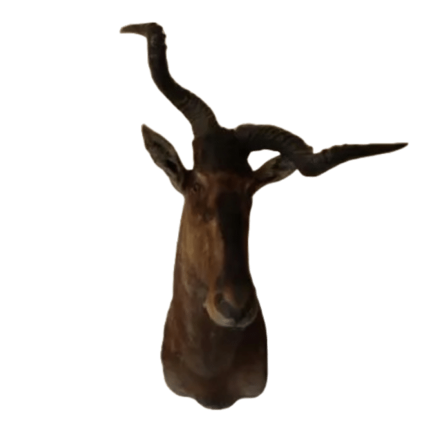 Hartenbeest