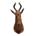 Hartenbeest Henk