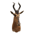 Hartenbeest Jack