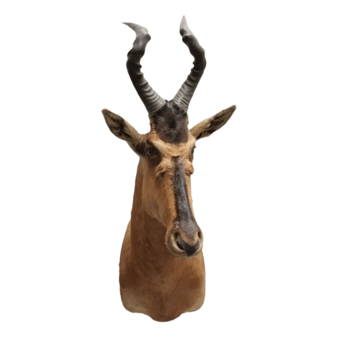 Hartenbeest Jack