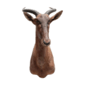 Hartenbeest Jesse