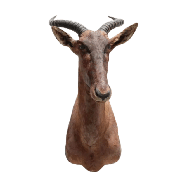 Hartenbeest Jesse