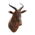 Hartenbeest Noa