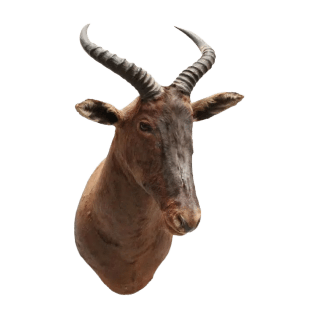 Hartenbeest Noa