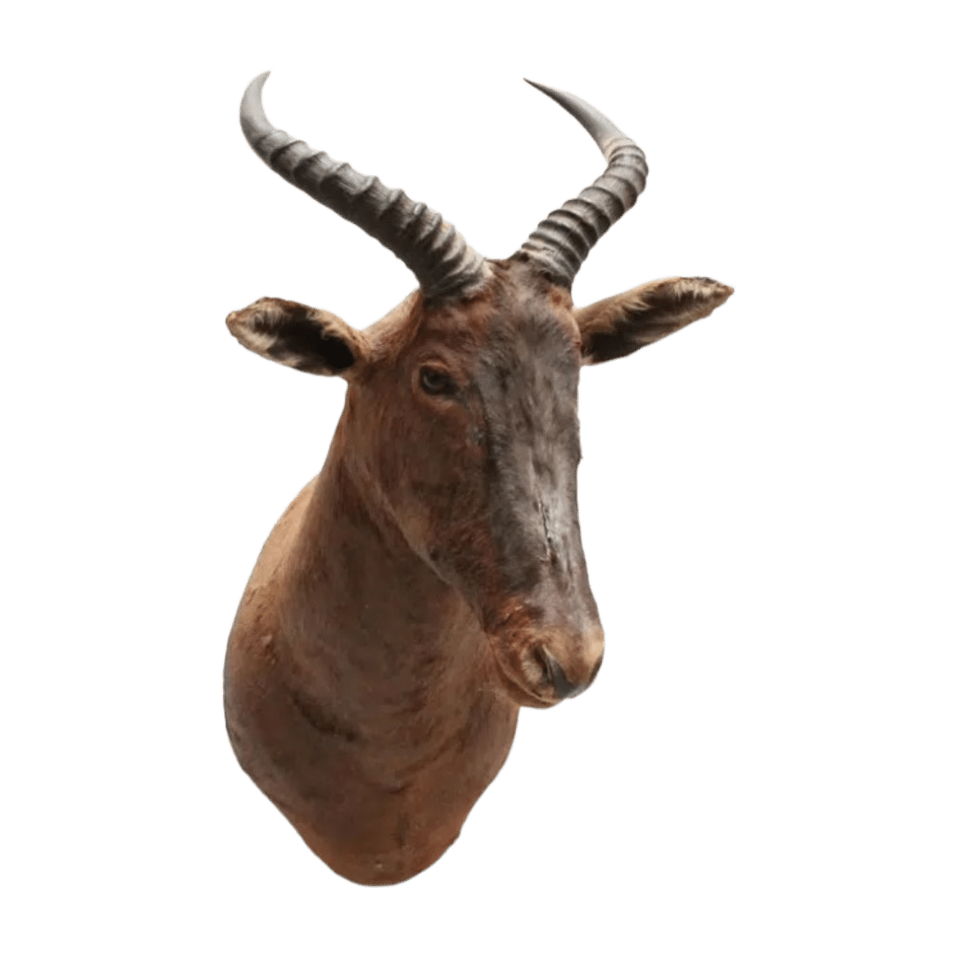 Hartenbeest Noa