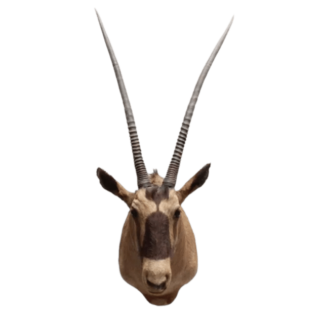 Oryx Gemsbok Max