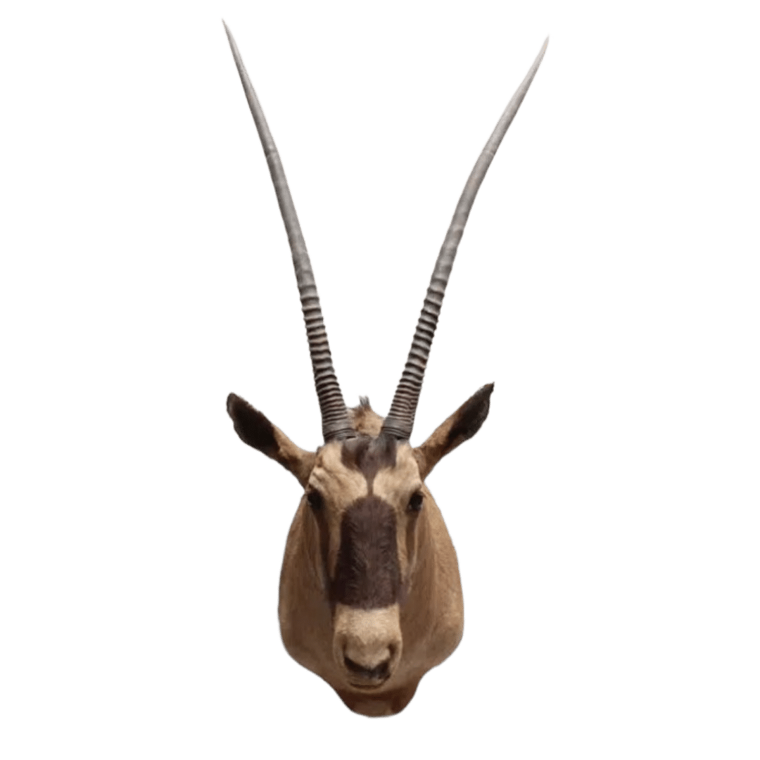 Oryx Gemsbok Max