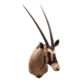 Oryx Gemsbok Tobias