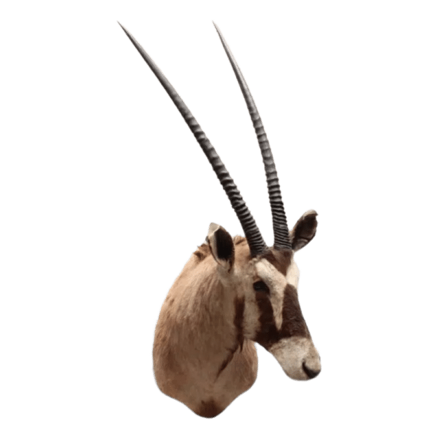 Oryx Gemsbok Tobias