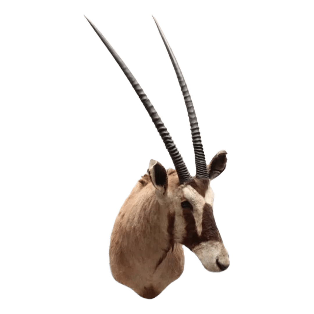 Oryx Gemsbok Tobias