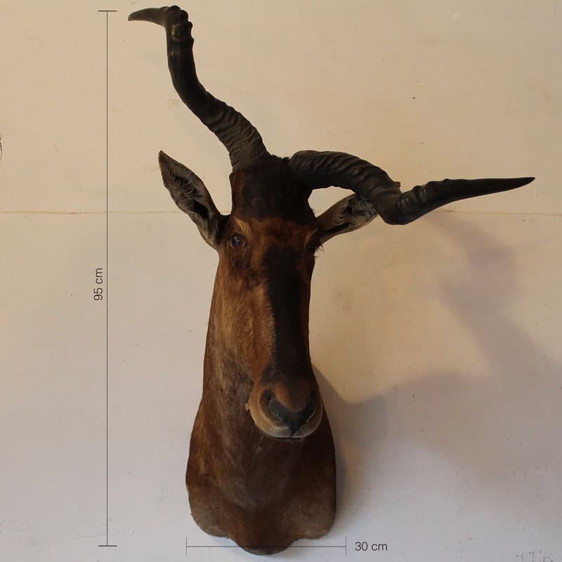 Hartenbeest