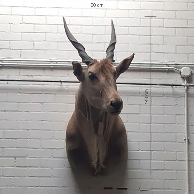 Eland Antilope