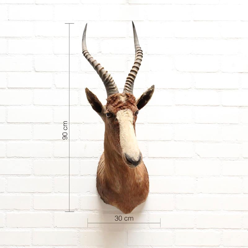 Blesbok Beau