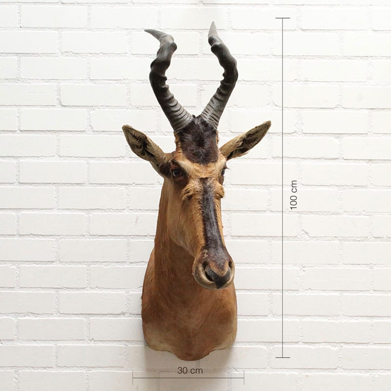 Hartenbeest Jack