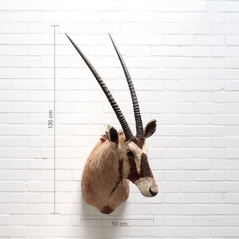 Oryx Gemsbok Tobias