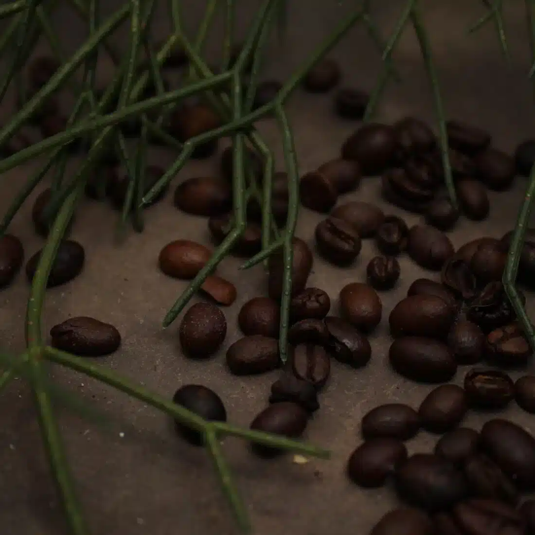 Bregt S Koffiebonen Bregt S Koffiebonen