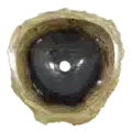 Fossiel houten wasbak zwart | 22780