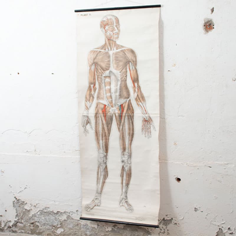 Skelet Spier Plaat Anatomie