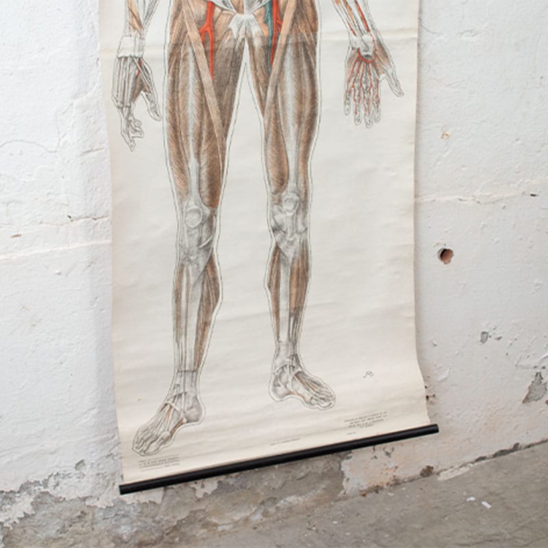 Skelet Spier Plaat Anatomie
