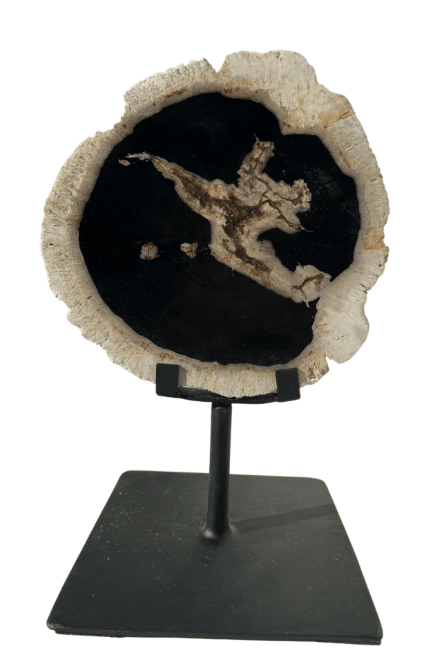 versteend hout fossiel op statief decoratie stuk