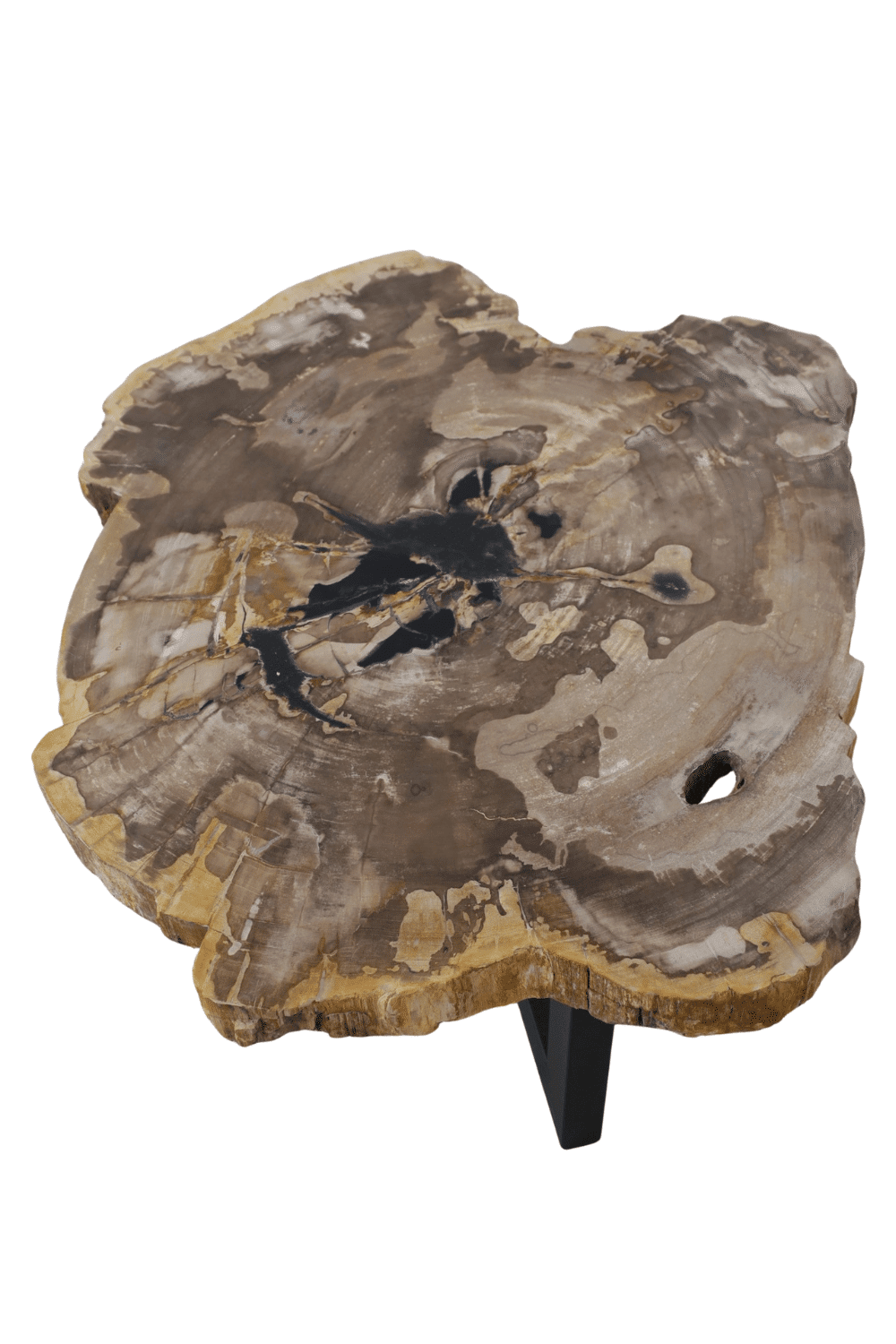 fossiele salontafel van versteend hout met metalen onderstel mooi beige met zwart blad 100x80 cm
