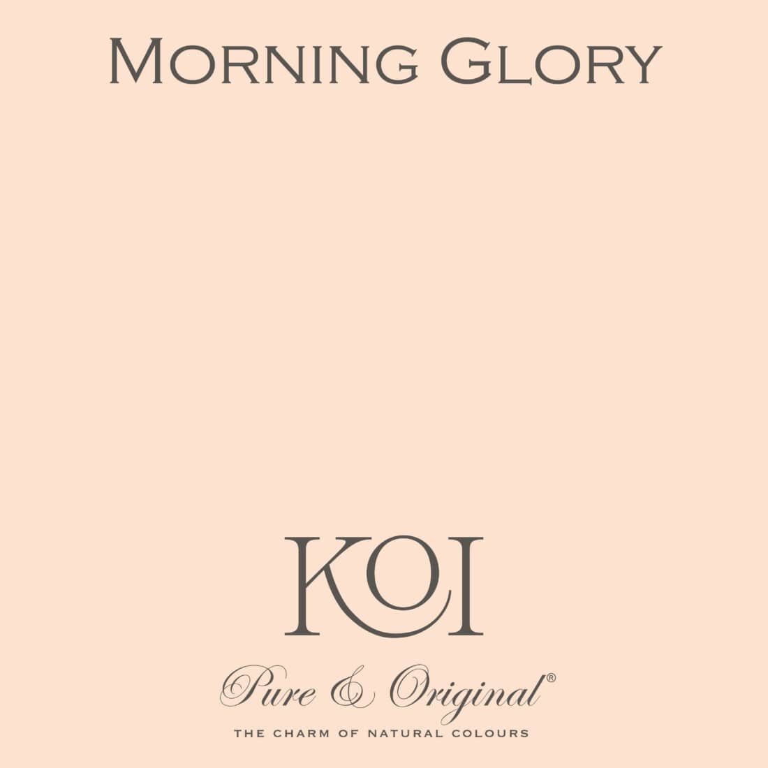 0morning Glory Scaled 0morning Glory Scaled
