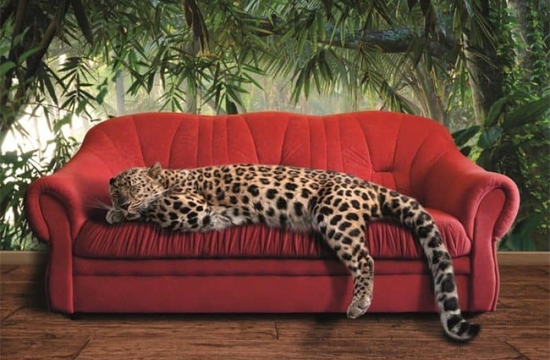 Schilderij Leopard on red couch MATDIB1365 AluArt