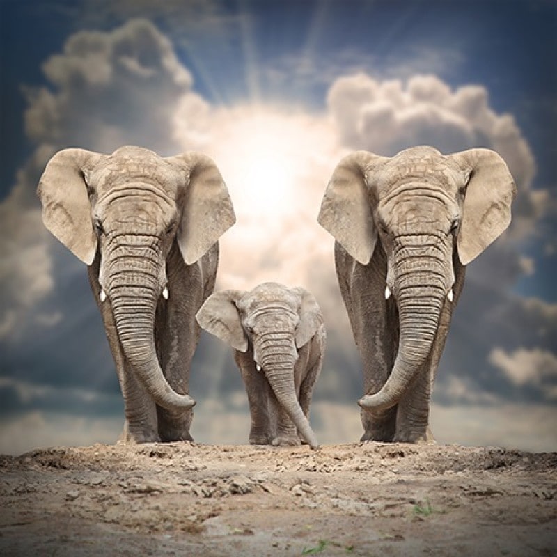 Schilderij African elephant family DIB789 AluArt