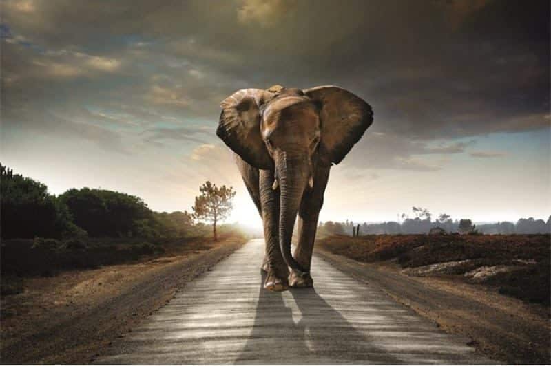 Schilderij Elephant walking on a road MATDIB450 AluArt