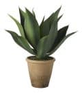 ALOE POTTED H580X450MM GREEN