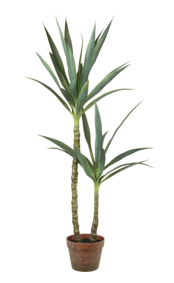 YUCCA POTTED H1150X400MM GREEN