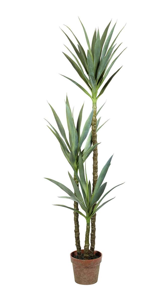 YUCCA POTTED H1530X500MM GREEN