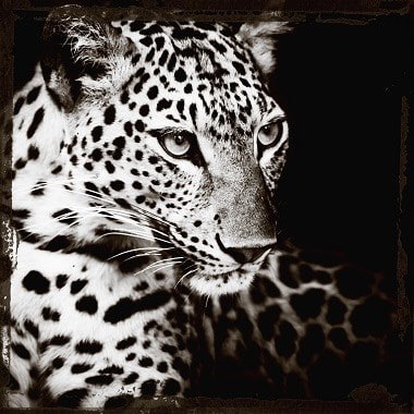 Cobra Art schilderij Leopards gaze plexiglas