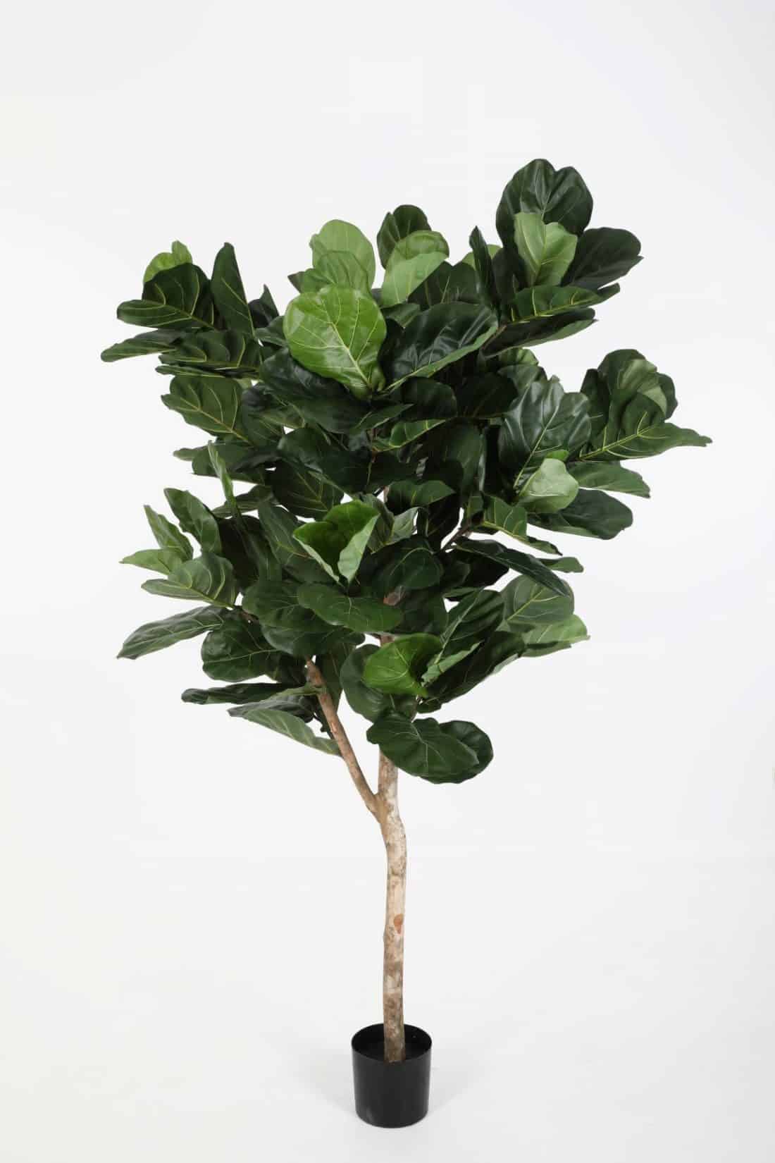 Zijdeplant in pot Fiddle Lyrata Leaf Tree/ Ficus op stam