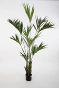 Zijdeplant in pot Kentia Palm/ Palm