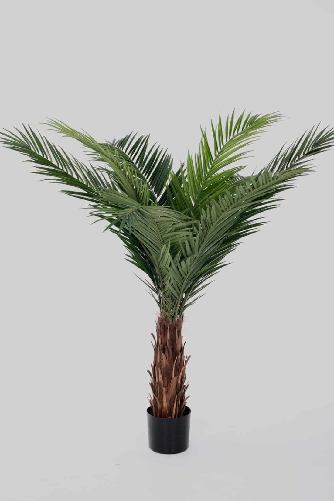 Zijdeplant in pot Phoenix Canarie Palm/ Canarische Dadelpalm