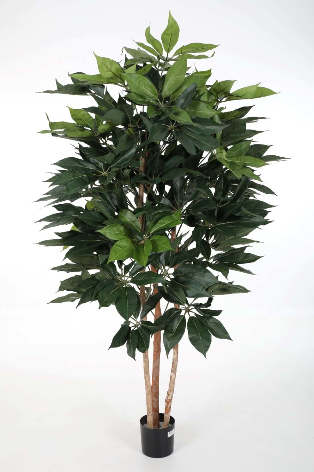 zijdeplant in pot Schefflera Tree 190 cm/ Vingerboom