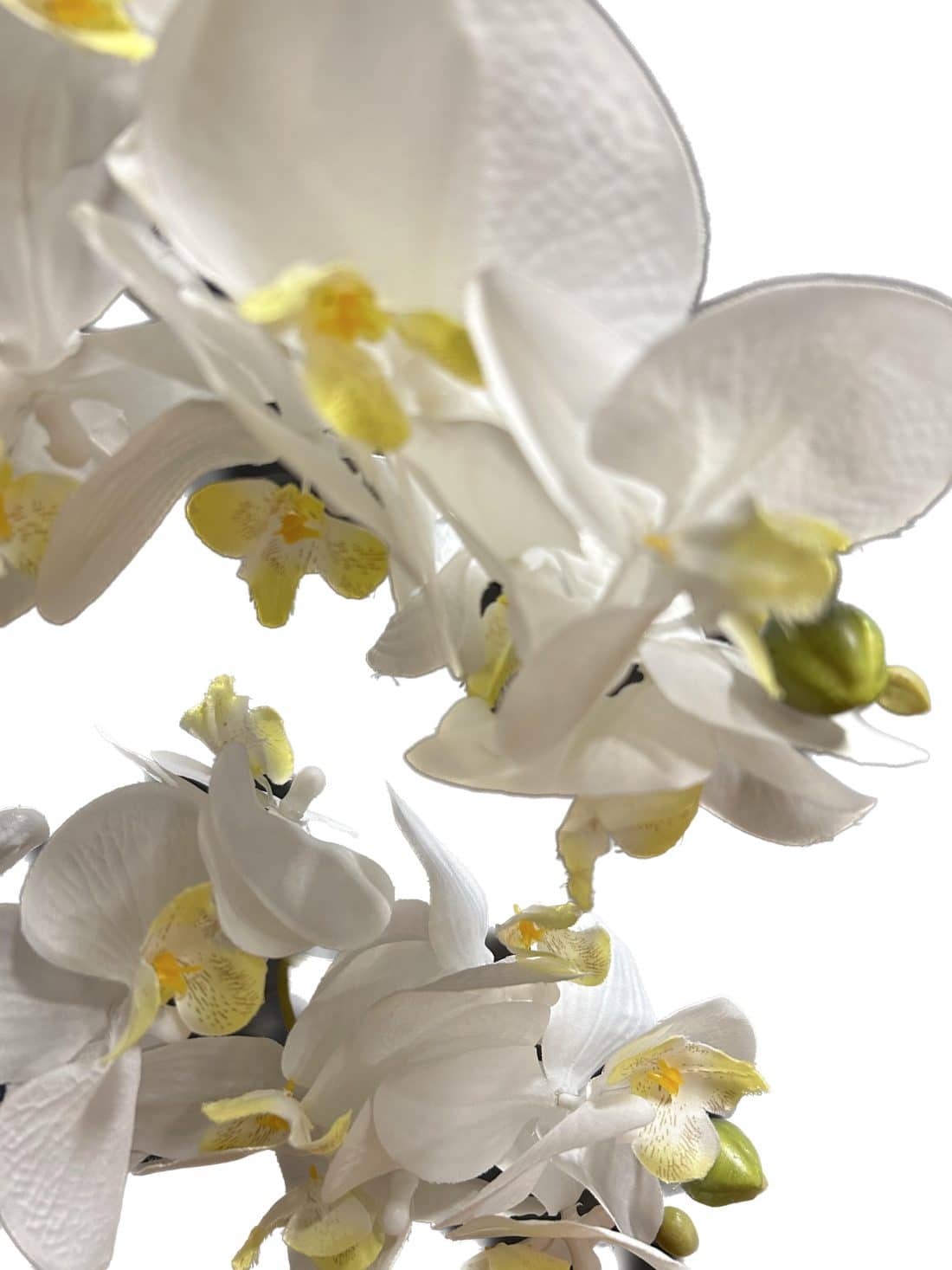 Zijdeplant in pot Orchidee wit