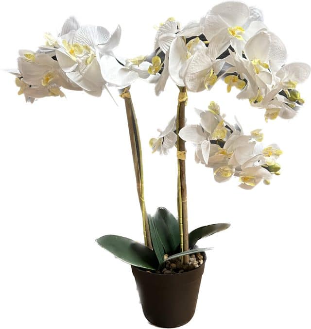 Zijdeplant in pot Orchidee wit