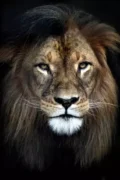 Schilderij Strong Lion glans aluminium