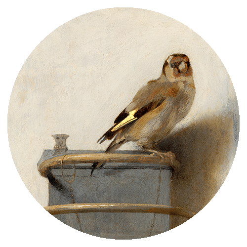 Fabritus Goldfinch