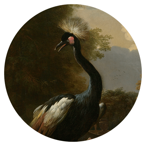 Melchiors Kroonkraanvogel