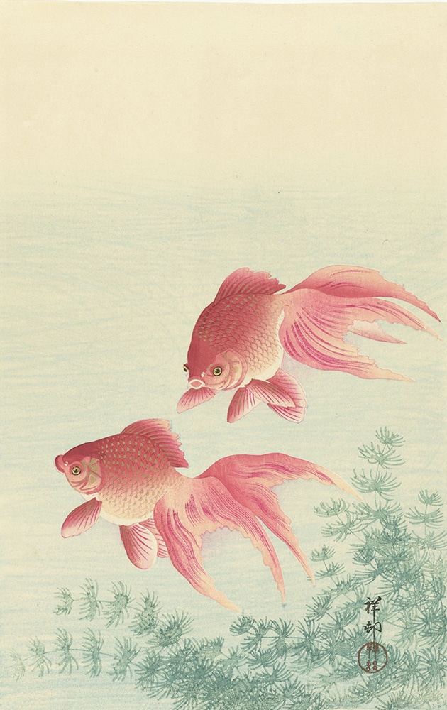 Muurmeester Kosons Veil Tail Goldfish 1