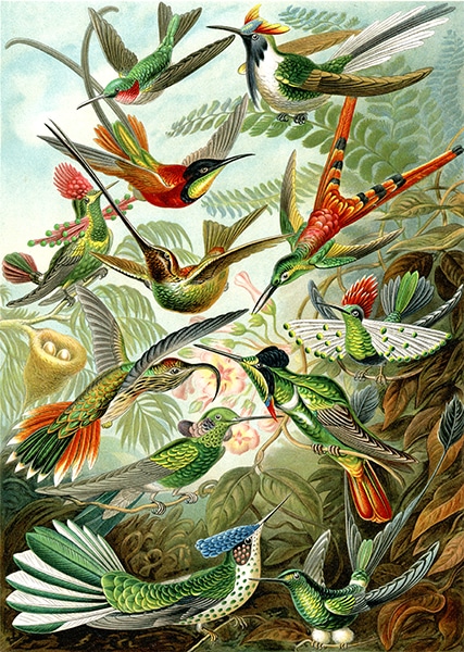 Birds Muurmeesters