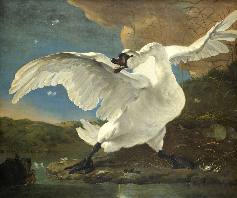 Muurmeesters Asselijn Jan The Endangered Swan